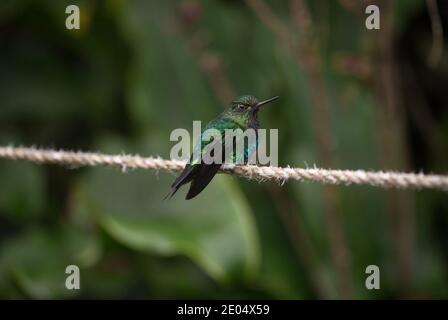 Vert turquoise bleu noir puffleg colibri blanc pufflevers assis Sur corde à Casa del Arbol Banos Tungurahua Equateur Sud Amérique Banque D'Images