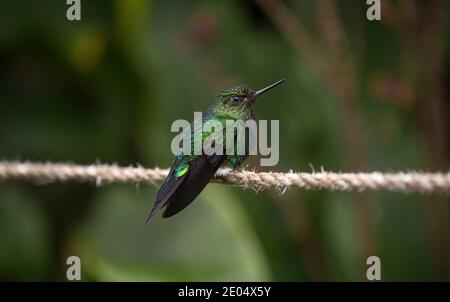 Vert turquoise bleu noir puffleg colibri blanc pufflevers assis Sur corde à Casa del Arbol Banos Tungurahua Equateur Sud Amérique Banque D'Images