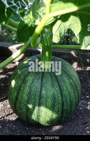 Une citrouille verte non mûre sur la vigne dans une cour jardin Banque D'Images