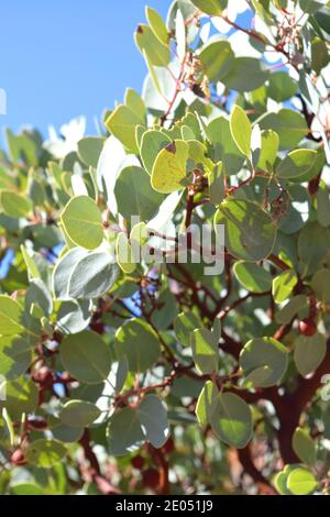 Manzanita (arctostaphylos sp.) montrant des feuilles et de l'écorce. Banque D'Images