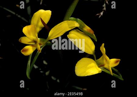 Retour Orchids d'âne (Diuris Sulfurea) - une excellente trouvaille à la réserve de flore de Baluk Willam à Belgrave Sud, Victoria, Australie. Banque D'Images