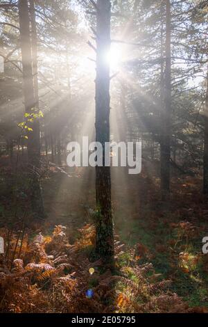 Lever de soleil dans la forêt, rayons du soleil pénétrant dans les arbres. Photographie de la nature dans le parc naturel, Peguerinos, Avila, Castilla y Leon, Espagne. Banque D'Images