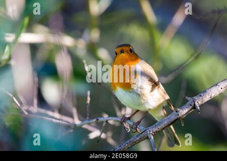 Un red robin ou Erithacus rubecula aux abords. Cet oiseau est un compagnon régulier lors des activités de jardinage. Banque D'Images