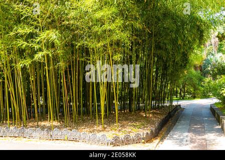 Panorama forêt de bambou ou bosquet de bambou avec des buissons Banque D'Images