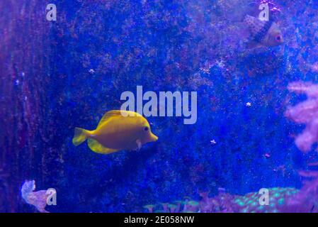Tang hawaïen jaune ou Zebrasoma flavescens dans l'aquarium. Banque D'Images