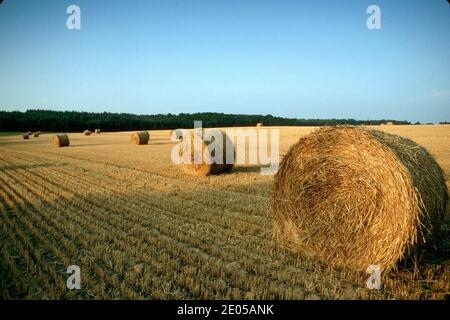 Balles rondes de foin dans le champ.balles de foin dans un champ après la récolte dans la province française de Bresse, France. Banque D'Images