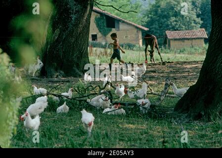 Bresse Gauloise poulet de gamme libre sur un pré vert dans la province française Bresse, France. Banque D'Images