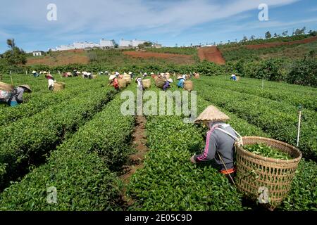 TAM Chau Tea Farm, Bao Loc, province de Lam Dong, Vietnam - 26 décembre 2020 : récolte du thé sur une colline tôt le matin à la plantation de thé Tam Chau, Banque D'Images