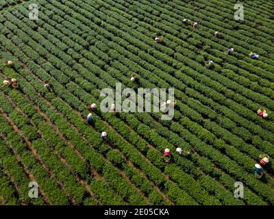 TAM Chau Tea Farm, Bao Loc, province de Lam Dong, Vietnam - 26 décembre 2020 : récolte du thé sur une colline tôt le matin à la plantation de thé Tam Chau, Banque D'Images