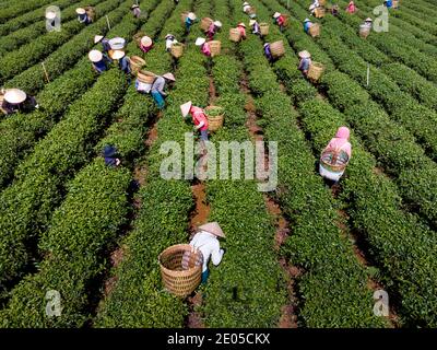 TAM Chau Tea Farm, Bao Loc, province de Lam Dong, Vietnam - 26 décembre 2020 : récolte du thé sur une colline tôt le matin à la plantation de thé Tam Chau, Banque D'Images