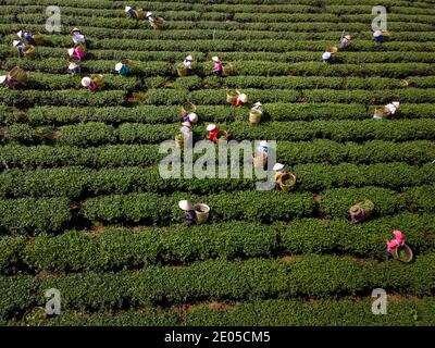 TAM Chau Tea Farm, Bao Loc, province de Lam Dong, Vietnam - 26 décembre 2020 : récolte du thé sur une colline tôt le matin à la plantation de thé Tam Chau, Banque D'Images