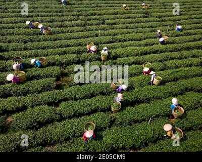 TAM Chau Tea Farm, Bao Loc, province de Lam Dong, Vietnam - 26 décembre 2020 : récolte du thé sur une colline tôt le matin à la plantation de thé Tam Chau, Banque D'Images