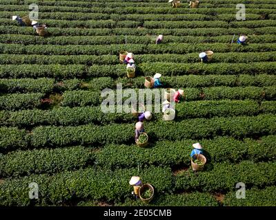 TAM Chau Tea Farm, Bao Loc, province de Lam Dong, Vietnam - 26 décembre 2020 : récolte du thé sur une colline tôt le matin à la plantation de thé Tam Chau, Banque D'Images