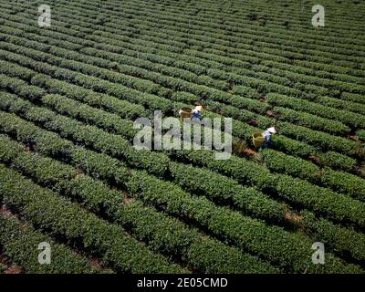 TAM Chau Tea Farm, Bao Loc, province de Lam Dong, Vietnam - 26 décembre 2020 : récolte du thé sur une colline tôt le matin à la plantation de thé Tam Chau, Banque D'Images