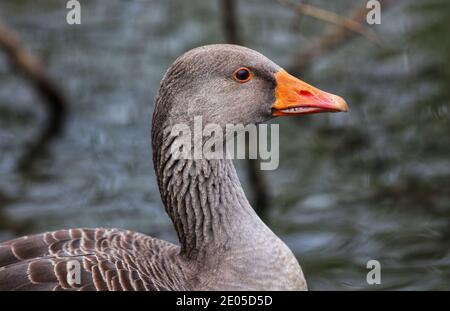 Une photo de profil d'une OIE des Graylag sous la pluie sur fond d'eau grise du parc Poole. Banque D'Images