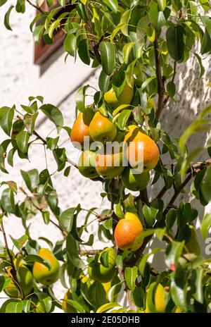 Poires poussant sur l'espalier dans un petit jardin Banque D'Images