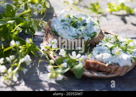 KräuterQuark, Quark auf Brot mit Bitterem Schaumkraut, Bitteres Schaumkraut, Bitter-Schaumkraut, Falsche Brunnenkresse, Bitter-Schaumkraut, Bitterkres Banque D'Images