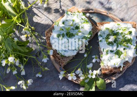 KräuterQuark, Quark auf Brot mit Bitterem Schaumkraut, Bitteres Schaumkraut, Bitter-Schaumkraut, Falsche Brunnenkresse, Bitter-Schaumkraut, Bitterkres Banque D'Images