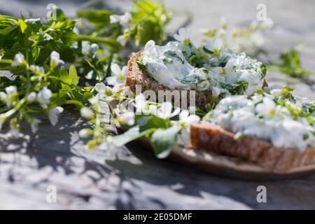 KräuterQuark, Quark auf Brot mit Bitterem Schaumkraut, Bitteres Schaumkraut, Bitter-Schaumkraut, Falsche Brunnenkresse, Bitter-Schaumkraut, Bitterkres Banque D'Images