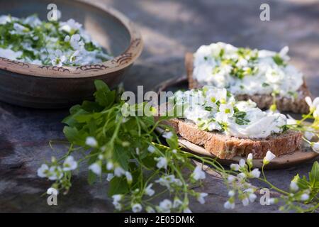 KräuterQuark, Quark auf Brot mit Bitterem Schaumkraut, Bitteres Schaumkraut, Bitter-Schaumkraut, Falsche Brunnenkresse, Bitter-Schaumkraut, Bitterkres Banque D'Images