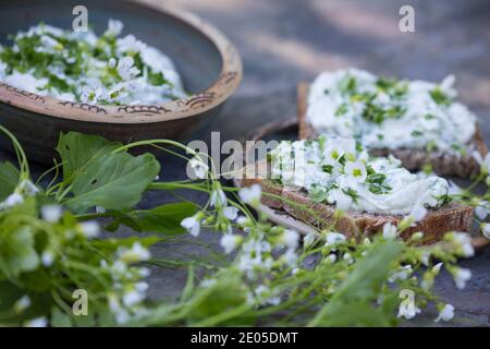 KräuterQuark, Quark auf Brot mit Bitterem Schaumkraut, Bitteres Schaumkraut, Bitter-Schaumkraut, Falsche Brunnenkresse, Bitter-Schaumkraut, Bitterkres Banque D'Images