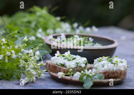 KräuterQuark, Quark auf Brot mit Bitterem Schaumkraut, Bitteres Schaumkraut, Bitter-Schaumkraut, Falsche Brunnenkresse, Bitter-Schaumkraut, Bitterkres Banque D'Images