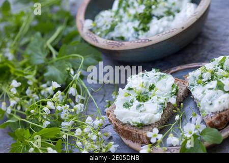 KräuterQuark, Quark auf Brot mit Bitterem Schaumkraut, Bitteres Schaumkraut, Bitter-Schaumkraut, Falsche Brunnenkresse, Bitter-Schaumkraut, Bitterkres Banque D'Images