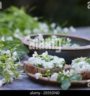 KräuterQuark, Quark auf Brot mit Bitterem Schaumkraut, Bitteres Schaumkraut, Bitter-Schaumkraut, Falsche Brunnenkresse, Bitter-Schaumkraut, Bitterkres Banque D'Images