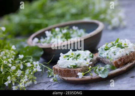 KräuterQuark, Quark auf Brot mit Bitterem Schaumkraut, Bitteres Schaumkraut, Bitter-Schaumkraut, Falsche Brunnenkresse, Bitter-Schaumkraut, Bitterkres Banque D'Images