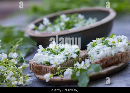 KräuterQuark, Quark auf Brot mit Bitterem Schaumkraut, Bitteres Schaumkraut, Bitter-Schaumkraut, Falsche Brunnenkresse, Bitter-Schaumkraut, Bitterkres Banque D'Images