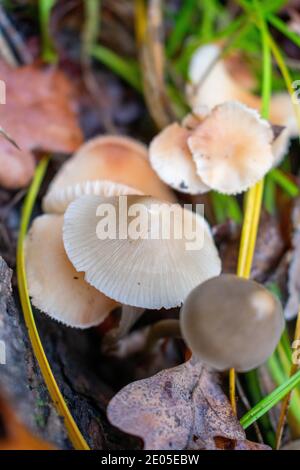 De beaux champignons après la pluie ont grandi sous un arbre tombé dans la forêt Banque D'Images