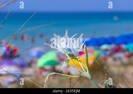 Fleurs sauvages d'été : Daffodil de mer sur la plage, Apulia (Italie). Banque D'Images