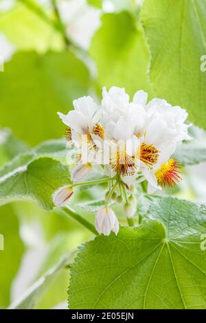 Chanvre africain (Sparmannia africana) en fleur, tilleul d'appartement en français, plante intérieure, fleurs en février Banque D'Images