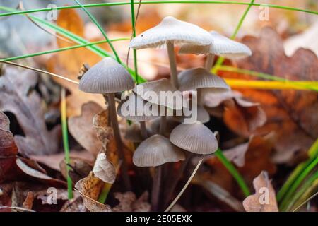 De beaux champignons après la pluie ont grandi sous un arbre tombé dans la forêt Banque D'Images