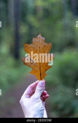 Feuille de chêne d'automne brune à la main sur fond de forêt Banque D'Images