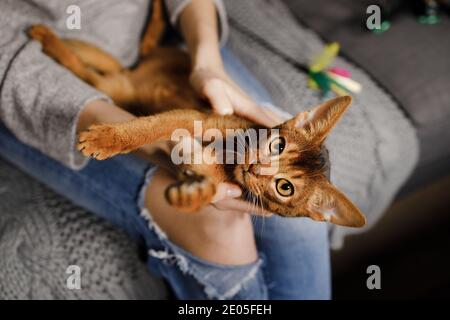Femme en Jean assis sur un canapé et chatouillant mignon Abyssinian cat Banque D'Images