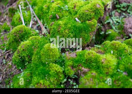 Mousse vert vif sur le sol Banque D'Images