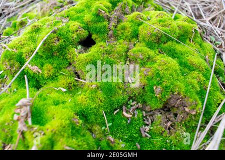 Mousse vert vif sur le sol Banque D'Images