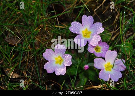 petites fleurs fraîches primrose lilas dans l'herbe et le jardin Banque D'Images