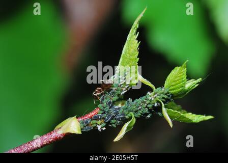 de nombreux pucerons et fourmis sur une branche de bouleau dans la vue oblique du ressort Banque D'Images