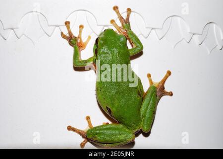 la grenouille d'arbre verte monte sur un goutte d'eau blanc dans le dim Banque D'Images