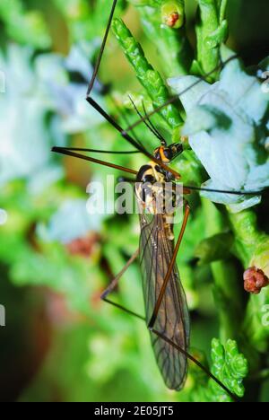 grand insecte avec de longues jambes et ailes est assis sur un arbuste vert Banque D'Images