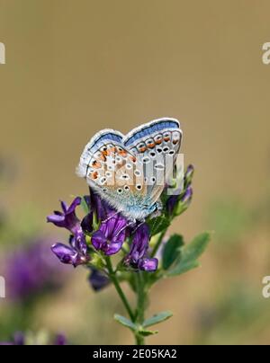 Collier mâle bleu commun sur la luzerne. Molesey Heath, West Molesey, Surrey, Angleterre. Banque D'Images