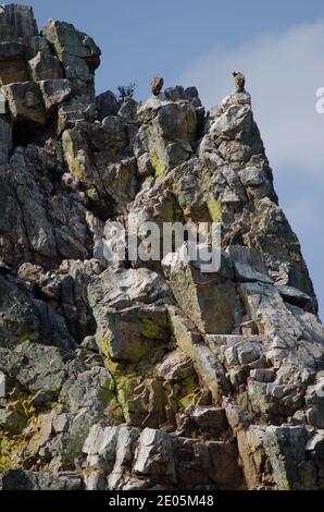 Griffon vautours Gyps fulvus sur une falaise. La Portilla del Tietar. Parc national de Monfrague. Caceres. Estrémadure. Espagne. Banque D'Images