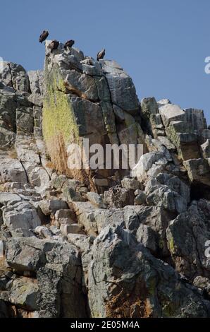 Griffon vautours Gyps fulvus sur une falaise. La Portilla del Tietar. Parc national de Monfrague. Caceres. Estrémadure. Espagne. Banque D'Images