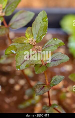 Asthme plante de l'espèce Euphorbia hirta Banque D'Images