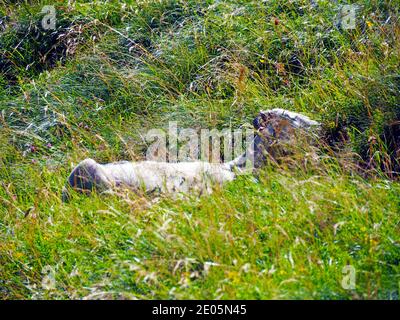 Moutons cachés dans l'herbe Banque D'Images