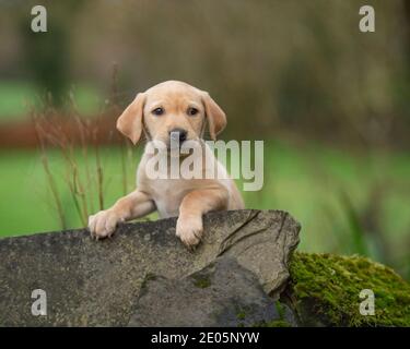 Chiot labrador retriever jaune Banque D'Images