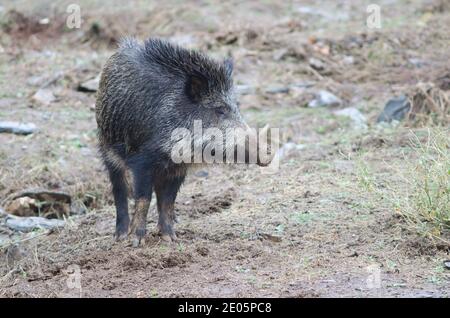 Sanglier sus scrofa. Huerto del Almez. Villareal de San Carlos. Parc national de Monfrague. Caceres. Estrémadure. Espagne. Banque D'Images