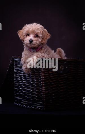Un adorable chiot Jack-a Poo photographié en studio sur toile de fond marron. Partie d'un ensemble d'images disponibles dans différentes poses. Banque D'Images